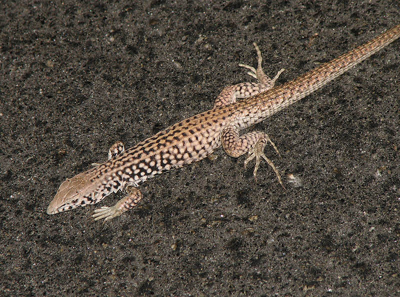 Tiger Whiptail Lizard