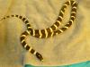 California Kingsnake, Lampropeltis getula californiae