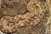 Pacific Gopher Snake, Pituophis catenifer catenifer