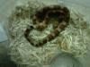 Eastern Corn Snake, Pantherophis guttatus guttatus