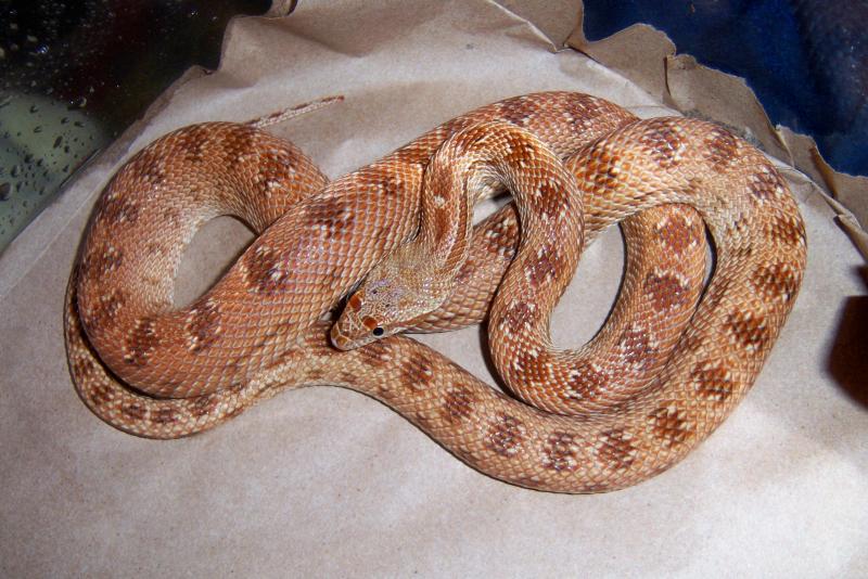 Clifford's Diadem Rat Snake, Spalerosophis diadema cliffordi
