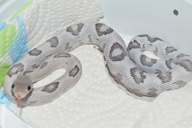 Trans-Pecos Rat Snake, Bogertophis subocularis