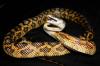 Texas Rat Snake, Pantherophis obsoletus lindheimeri