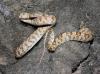 Baja California Lyre Snake, Trimorphodon biscutatus lyrophanes