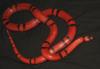 Honduran Milk Snake, Lampropeltis triangulum hondurensis