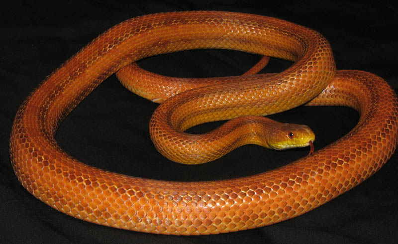Everglades Rat Snake, Pantherophis obsoletus rossalleni