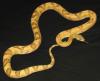 Trans-Pecos Rat Snake, Bogertophis subocularis subocularis
