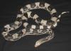 Eastern Pine Snake, Pituophis melanoleucus melanoleucus
