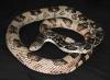 Eastern Pine Snake, Pituophis melanoleucus melanoleucus