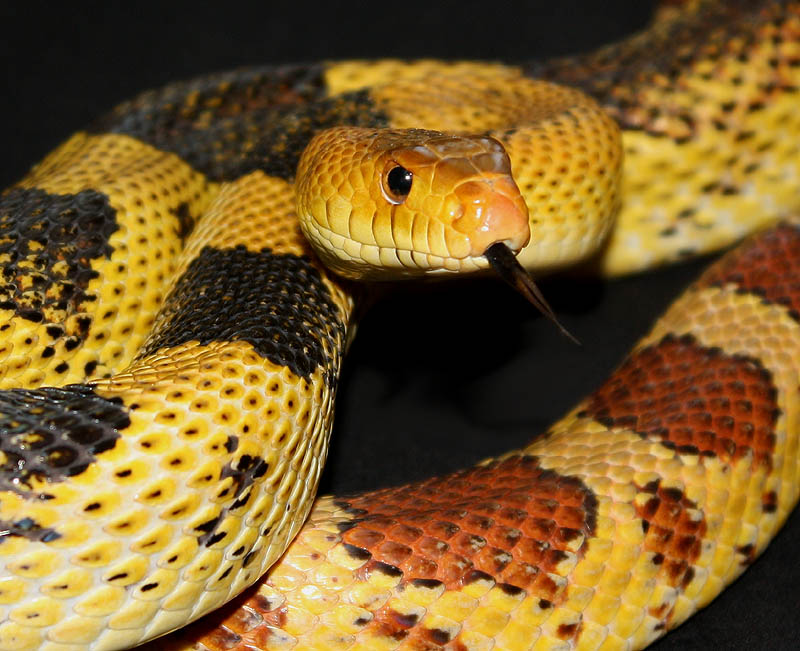 North Mexican Pine Snake, Pituophis deppei jani