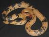 Diadem Rat Snake, Spalerosophis diadema atriceps