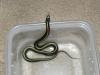Santa Cruz Garter Snake, Thamnophis atratus atratus