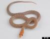 Baja California Rat Snake, Bogertophis rosaliae rosaliae