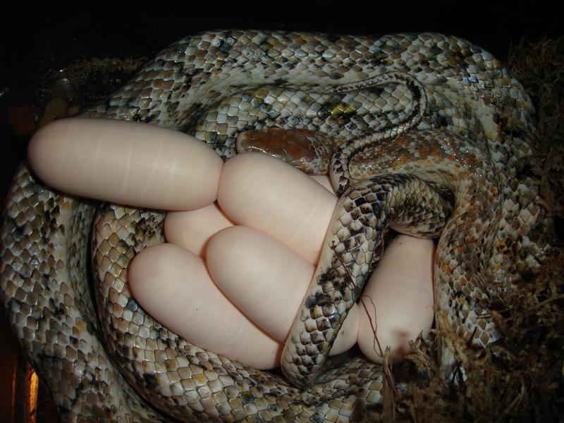 Chinese Beauty Snake, Orthriophis t. taeniurus