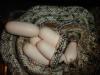 Chinese Beauty Snake, Orthriophis taeniurus taeniurus
