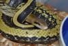 Chinese Beauty Snake, Orthriophis taeniurus taeniurus