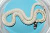 California Kingsnake, Lampropeltis getula californiae