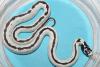 California Kingsnake, Lampropeltis getula californiae