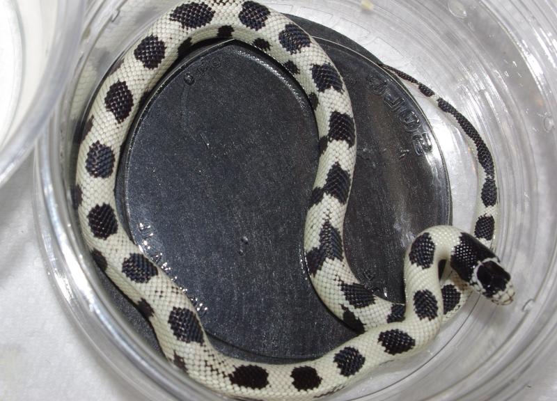 California Kingsnake, Lampropeltis getula californiae