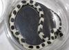 California Kingsnake, Lampropeltis getula californiae