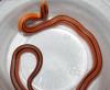 Thai Bamboo Rat Snake, Oreocryptophis porphyraceus coxi