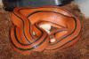 Thai Bamboo Rat Snake, Oreocryptophis porphyraceus coxi