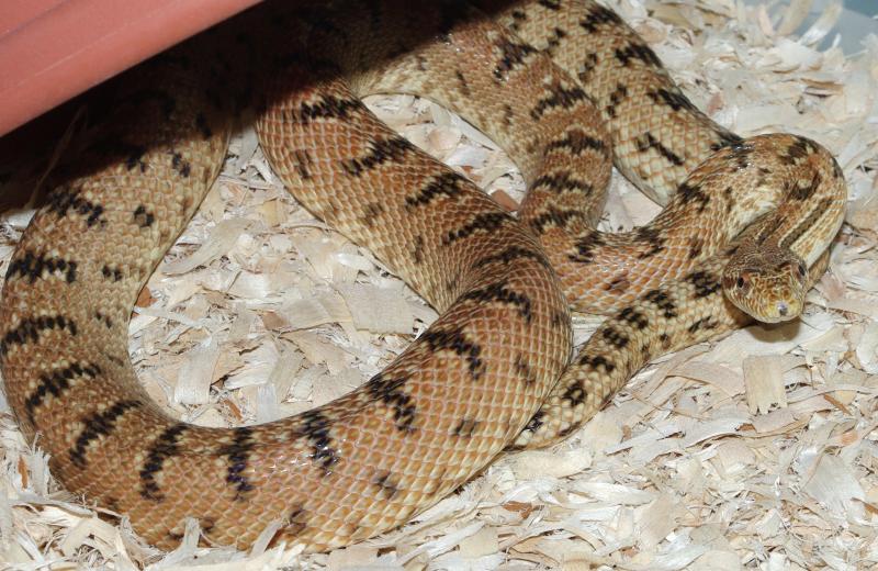 Clifford's Diadem Rat Snake, Spalerosophis diadema cliffordi