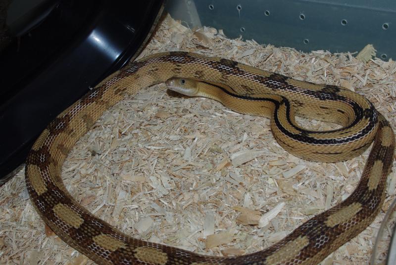 Trans-Pecos Rat Snake, Bogertophis subocularis