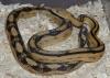Trans-Pecos Rat Snake, Bogertophis subocularis subocularis