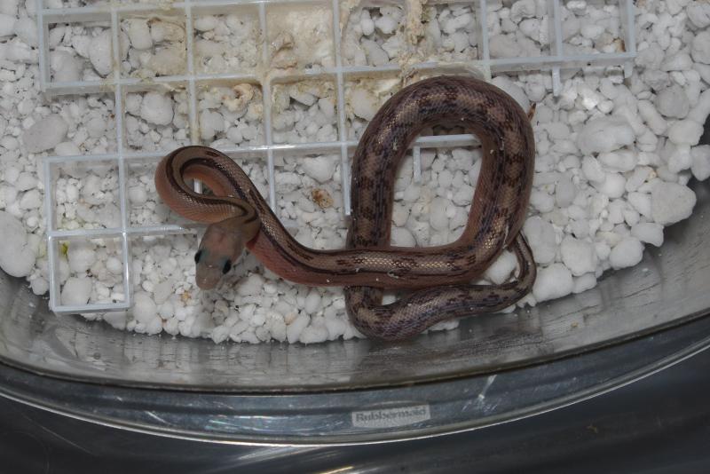 Trans-Pecos Rat Snake, Bogertophis subocularis