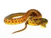 Pacific Gopher Snake, Pituophis catenifer catenifer