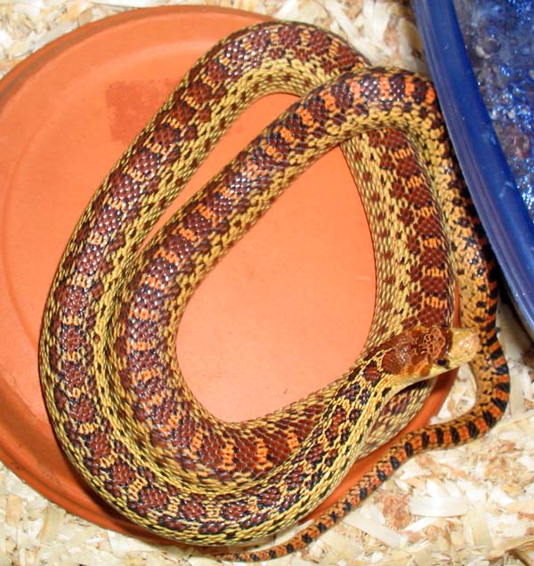 Pacific Gopher Snake, Pituophis c. catenifer