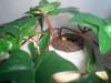 Cook's Tree Boa, Corallus hortulanus hortulanus