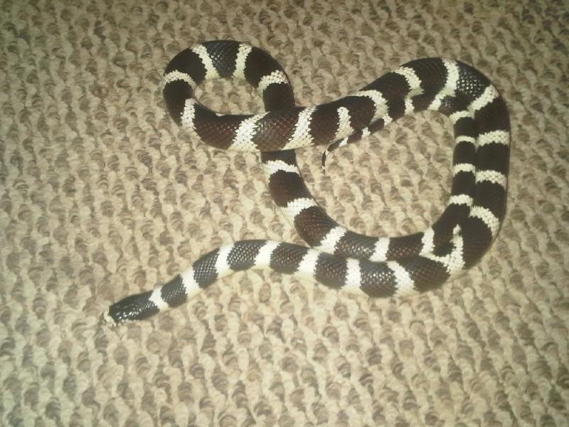 California Kingsnake, Lampropeltis getula californiae