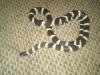 California Kingsnake, Lampropeltis getula californiae