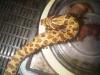 Western Hognose Snake, Heterodon nasicus nasicus