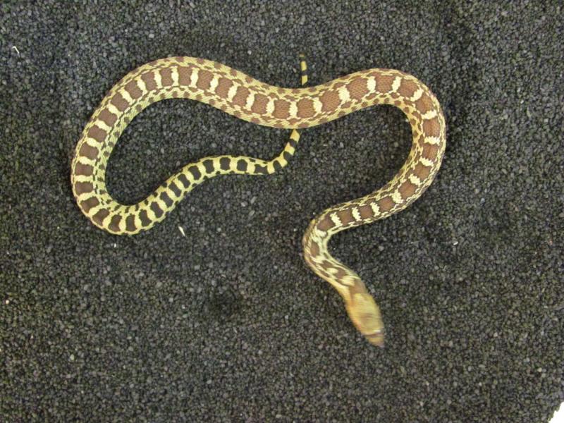 Bullsnake, Pituophis catenifer sayi