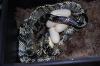 Tiger Rat Snake, Spilotes pullatus pullatus