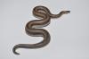 Mexican Rosy Boa, Lichanura trivirgata trivirgata