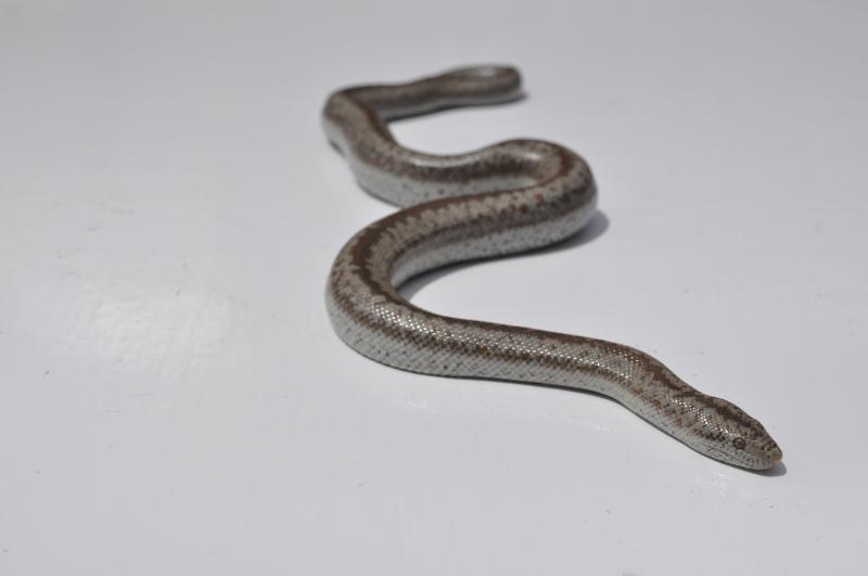 Desert Rosy Boa, Lichanura orcutti