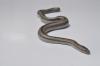 Desert Rosy Boa, Lichanura orcutti orcutti