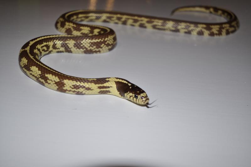 California Kingsnake, Lampropeltis getula californiae