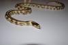 California Kingsnake, Lampropeltis getula californiae