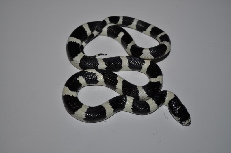 California Kingsnake, Lampropeltis getula californiae