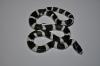California Kingsnake, Lampropeltis getula californiae