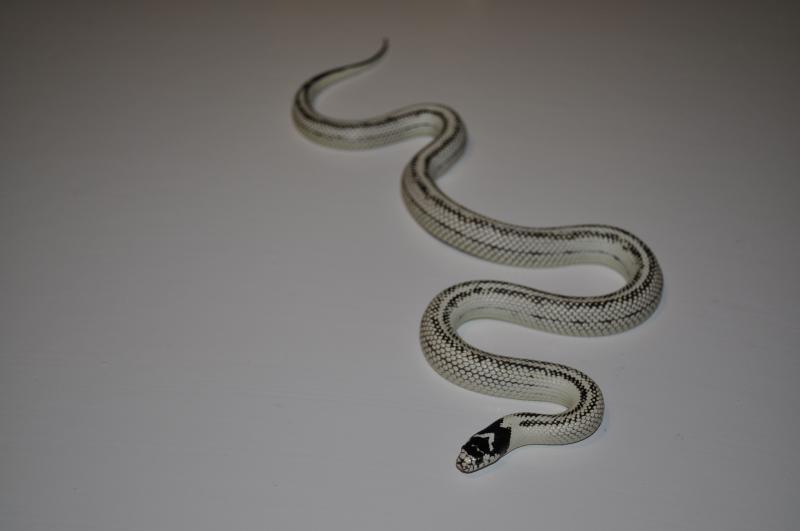 California Kingsnake, Lampropeltis getula californiae