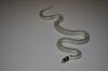 California Kingsnake, Lampropeltis getula californiae