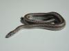 Desert Rosy Boa, Lichanura orcutti orcutti