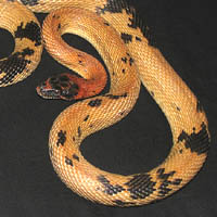 Jeweled Rat Snake
