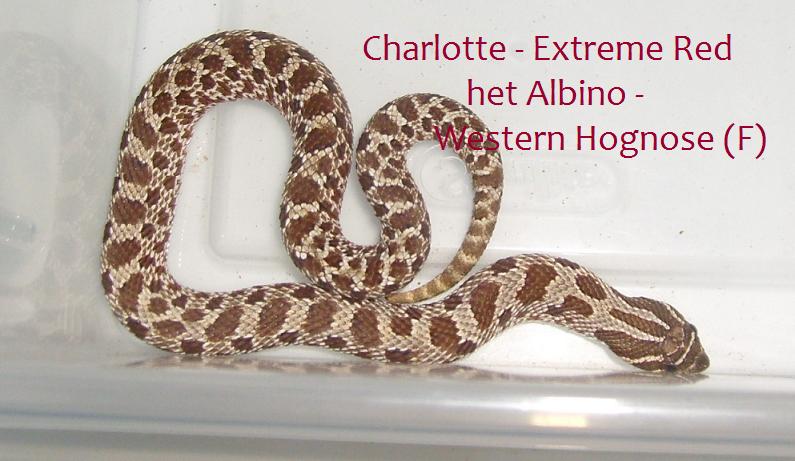 Western Hognose Snake, Heterodon n. nasicus